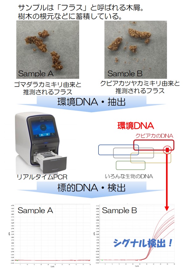 環境DNA分析の流れ